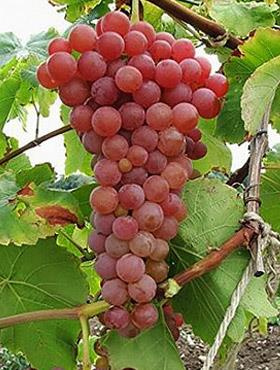 Winorośl winogrona Einset Seedless bezpestkowa