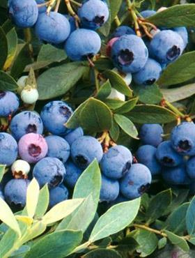 Borówka amerykańska Herbert w doniczce 