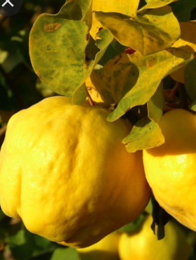 Pigwa jabłkowa Uśpiech START PACK ®