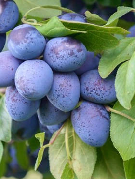 Śliwa Krasnaja Distertnaja