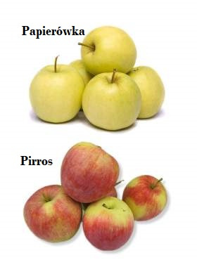 Duo Jabłoń Papierówka + Pirros START PACK