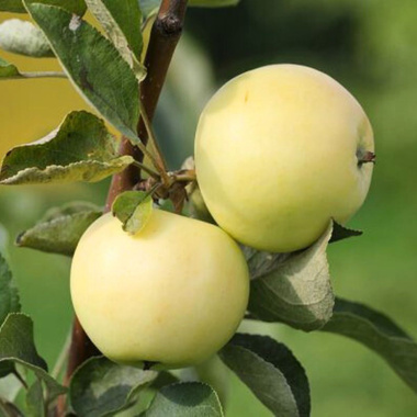 Jabłoń Staropolska Plant Pack