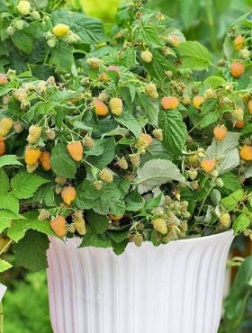 Malina żółta na balkon Summer Lovers Patio Gold w doniczce