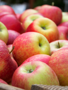 Jabłoń Rubin w doniczce