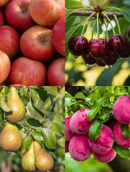 Zestaw Sad Dla Laików Plant Pack