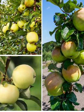 Zestaw Sad Na Przetwory Idealny Na Domowe Dżemy Soki Nalewki Plant Pack