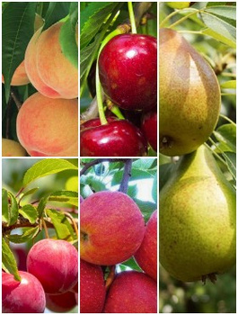 Zestaw Owocowy Raj dla Dzieci Plant Pack