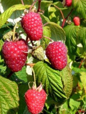 Malina Sokolica letnia w doniczce