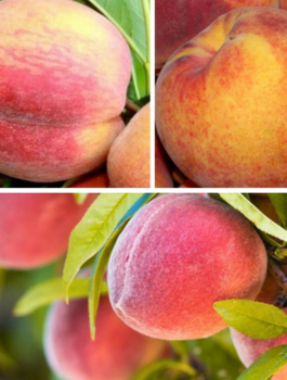 Zestaw Brzoskwinie Wczesne Plant Pack