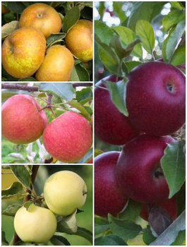 Zestaw Ulubione Jabłonie Klientów Sadowniczego Plant Pack