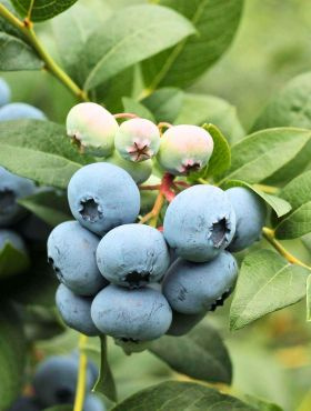 Borówka amerykańska DUKE wczesna (C2)