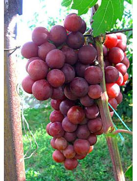 Winorośl winogrona Lidia