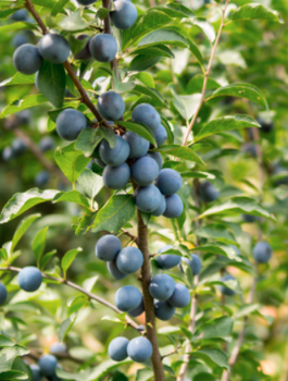 Śliwa kolumnowa Fruca Mrozoodporna START PACK 