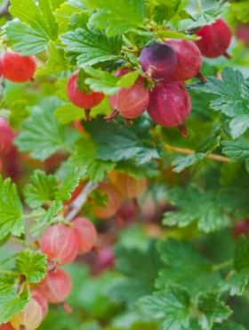 Agrest czerwony Spine Free w balocie