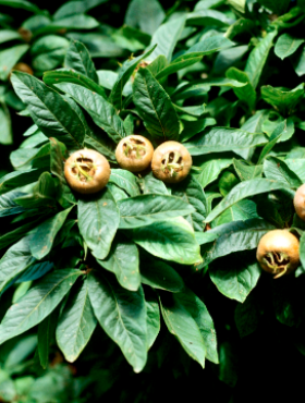 Nieszpułka jadalna Delice des Vannes