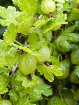 Agrest biały Hinnonmaki Gron w doniczce