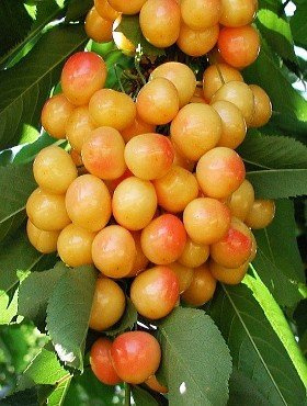 Czereśnia Kunzego WYBITNIE SMACZNA START PACK