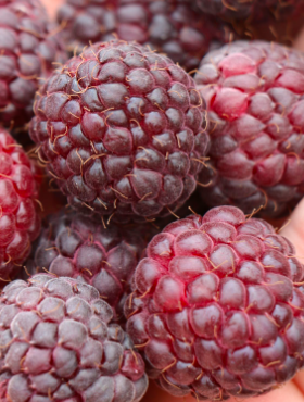 Malina fioletowa Glen Dee (C2)