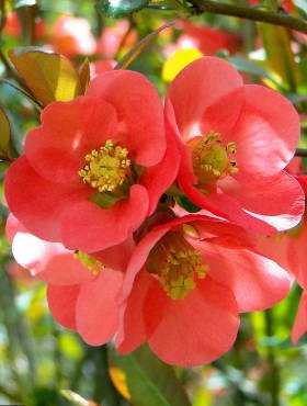 Pigwowiec pośredni Texas Scarlet Ozdobny na Nalewki (C2)