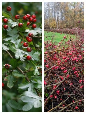 Zestaw Głóg Przyjazny Dla Ptaków Żywopłot 10 Metrowy Plant Pack