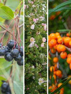 Zestaw Naturalne Zdrowie Plant Pack