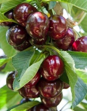 Czereśnia karłowa Burlat (Gisela5) START PACK