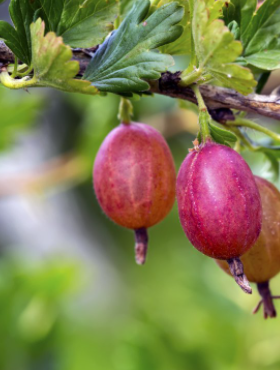 Agrest czerwony bezkolcowy Captivator doniczka w doniczce