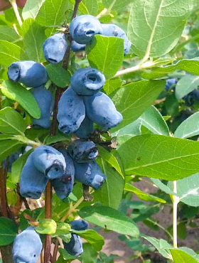 Jagoda kamczacka Ałtaj