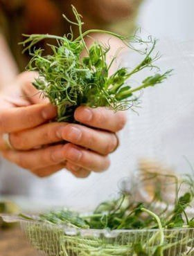 Groch nasiona na kiełki 80g