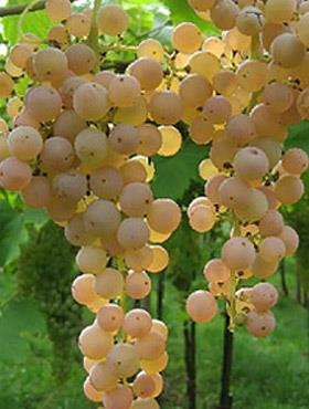 Winorośl winogrona Bianca
