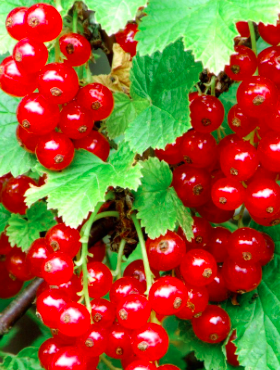 Porzeczka czerwona Detvan na pniu w doniczce