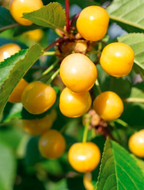 Czereśnia kolumnowa Stark Gold START PACK