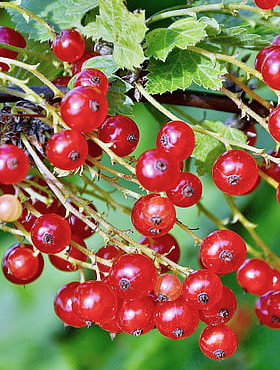 Porzeczka czerwona Rondom na pniu w doniczce