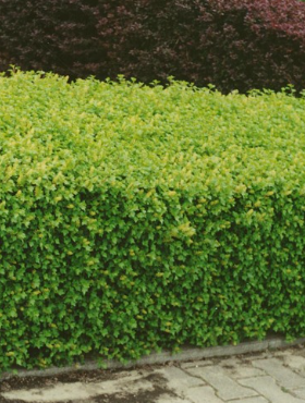 Porzeczka alpejska (P9)