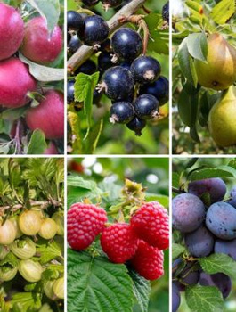 Zestaw Owocowy Mix Plant Pack