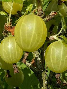 Agrest biały Hinomaki Gelb Plant Pack