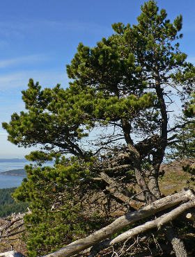 Sosna wydmowa Plant Pack