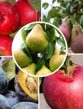 Zestaw Drzewek Owocowanie Wrzesień Październik Plant Pack