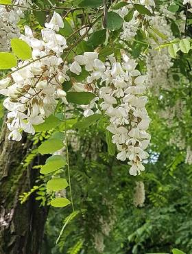 Grochodrzew Akacja Robinia pseudoakcja Plant Pack