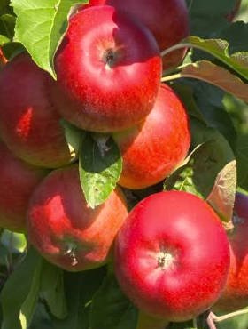 Jabłoń Santana Parchoodporna Dla Alergików START PACK