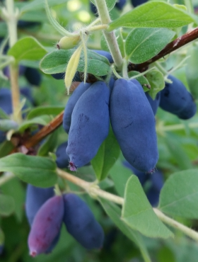 Jagoda kamczacka Wojtek