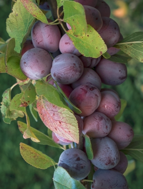 Śliwa kolumnowa Imperial (C2)