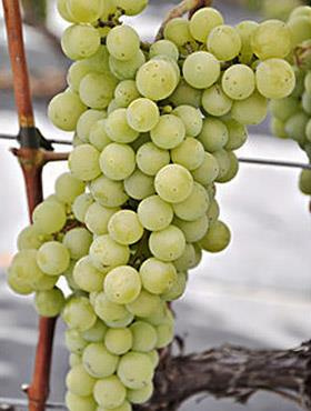 Winorośl winogrona Iza Zaliwska