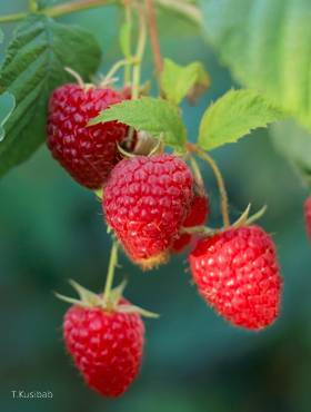 Malina Zamatos w doniczce