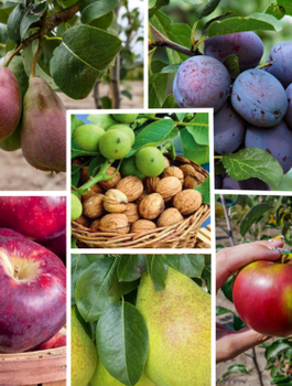 Zestaw Drzewek Owocowanie Wrzesień Październik Plant Pack