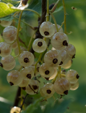 Porzeczka biała Weisse Versailer na pniu w pojemniku 