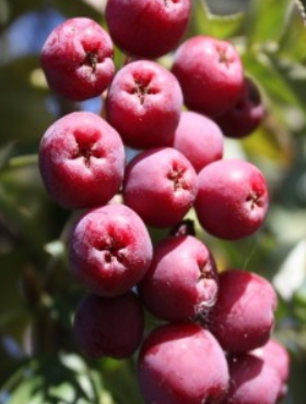 Jarzęboaronia Titan Sorbaronia Titan