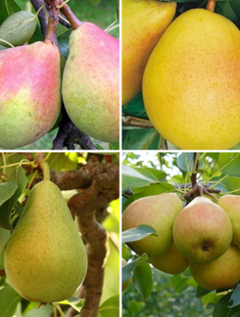 Zestaw Grusze Wczesne i Późne Plant Pack