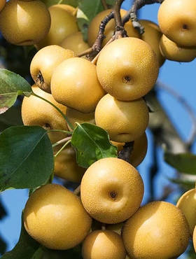 Grusza azjatycka Shinseiki Mrozoodporna