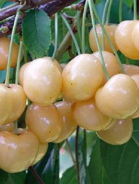 Czereśnia Maria Biała w doniczce